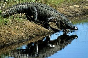 Alligator on Cumberland